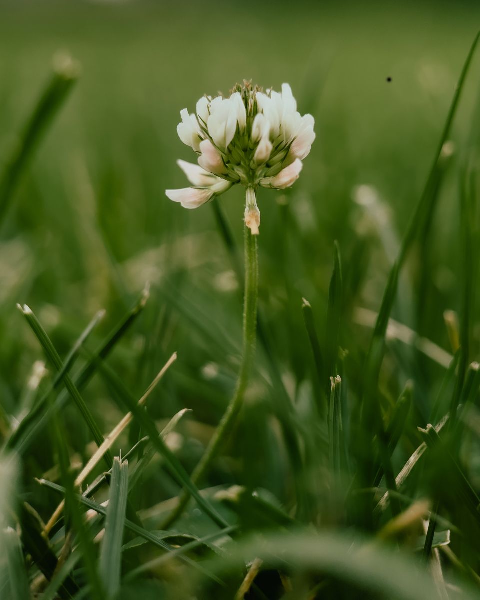 White clover flower low in the grass