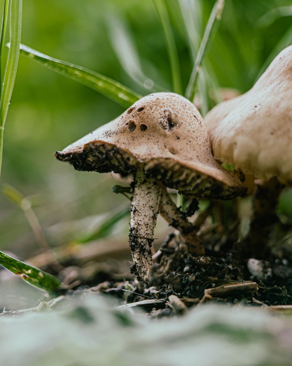 Tiny mushrooms growing at ground level, macro