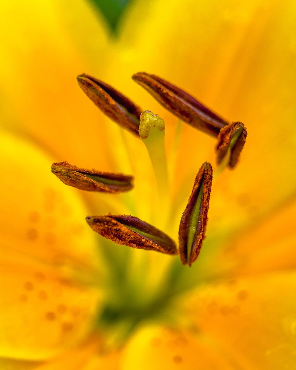 Inside a yellow lily, stamens in macro detail, shot on iPhone with the Fotorgear macro lens by RUDQP