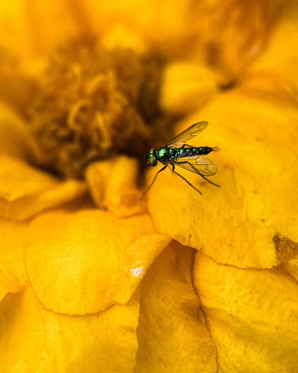 Green metallic fly on a yellow marigold, macro