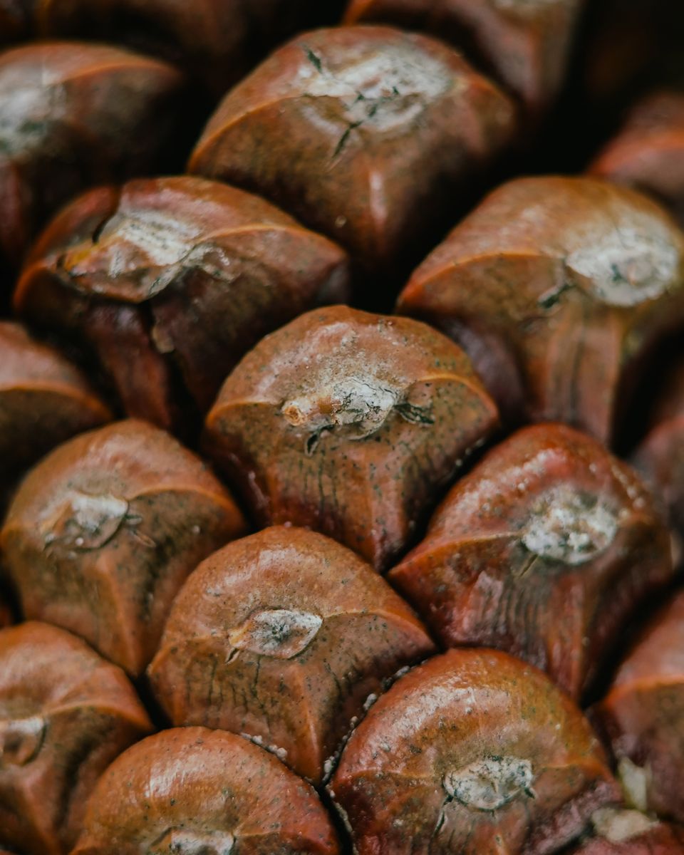 Pinecone scales in close-up detail
