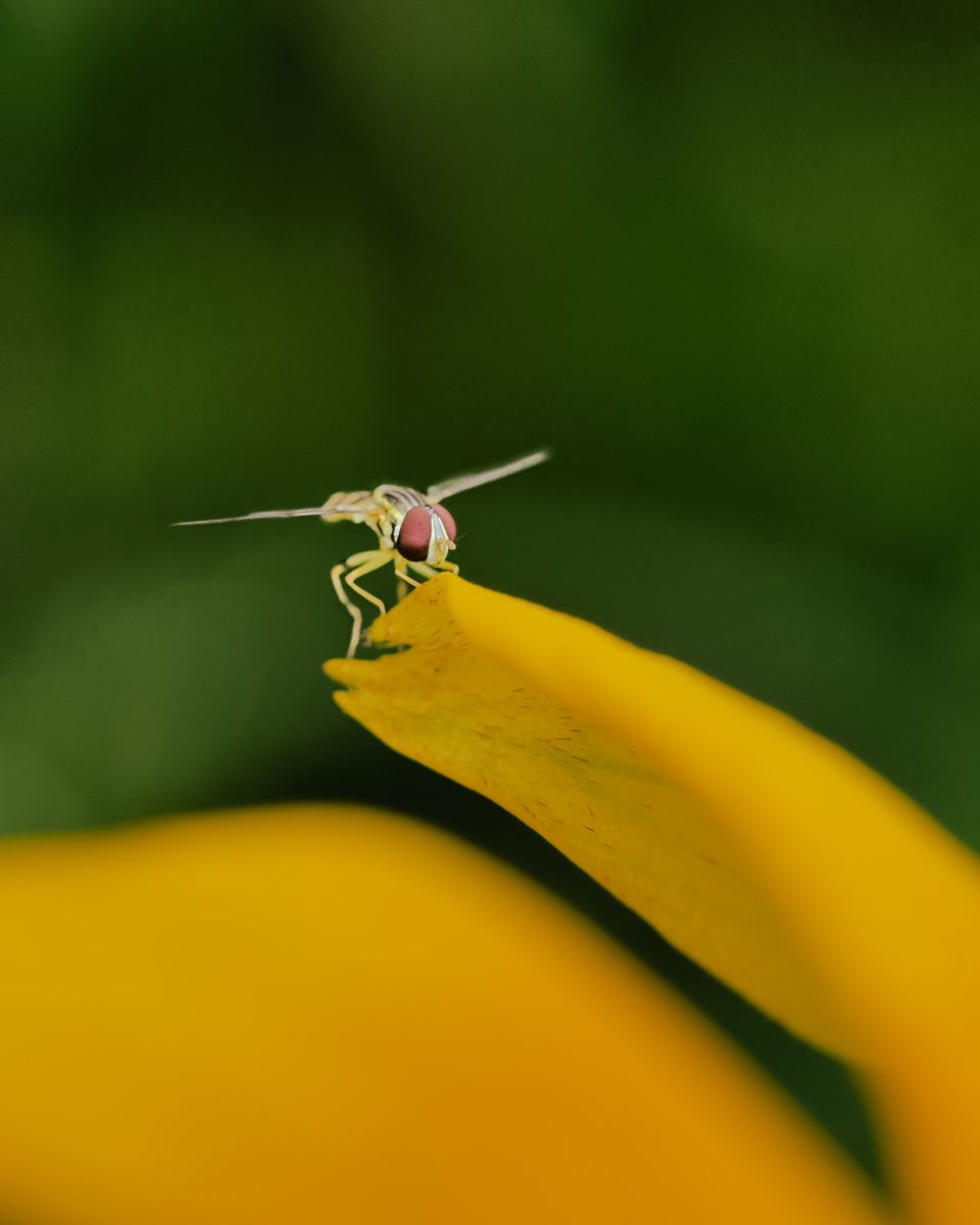 Small fly resting on a yellow petal, macro
