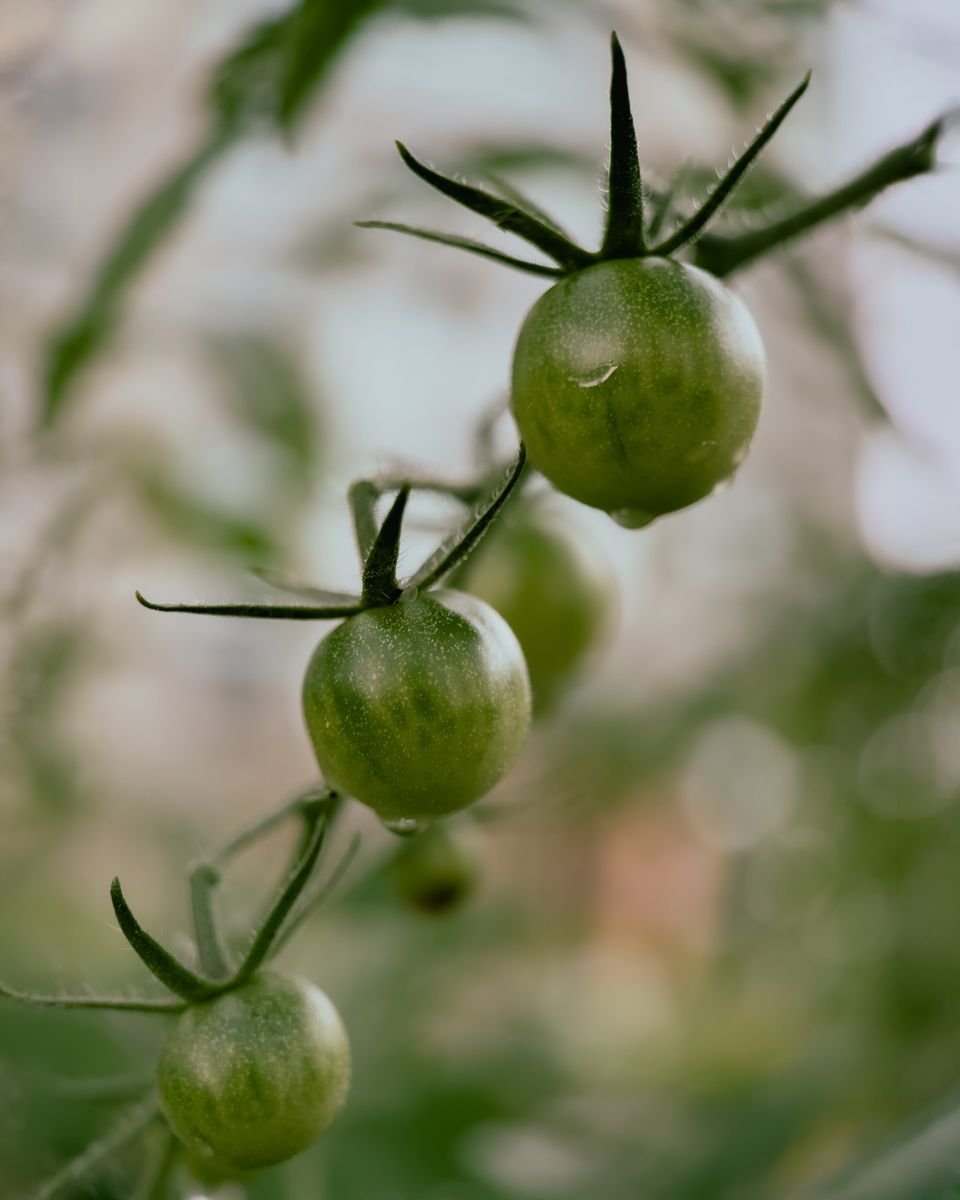 Green cherry tomatoes on the vine, macro