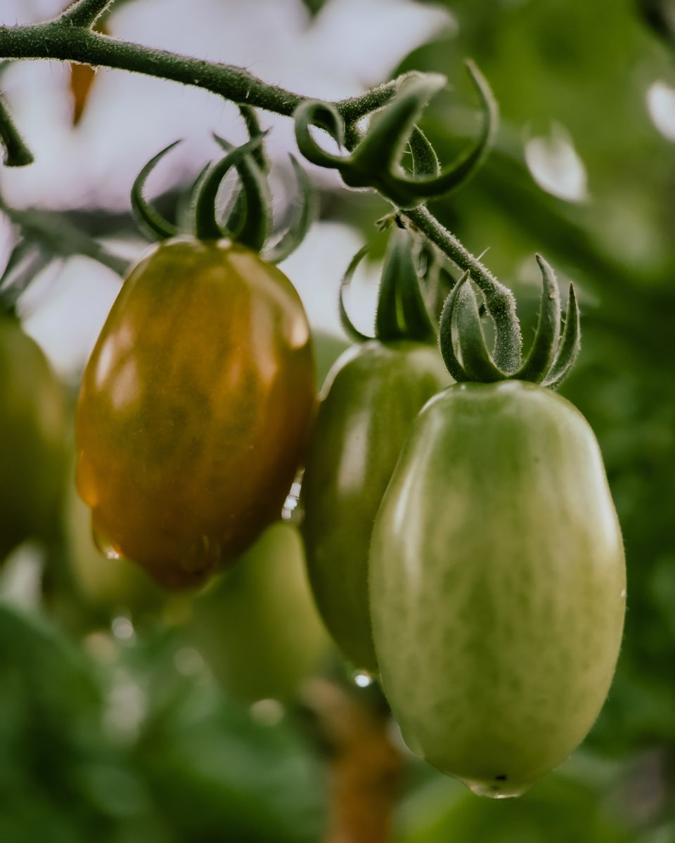 Cherry tomatoes ripening on the vine, macro