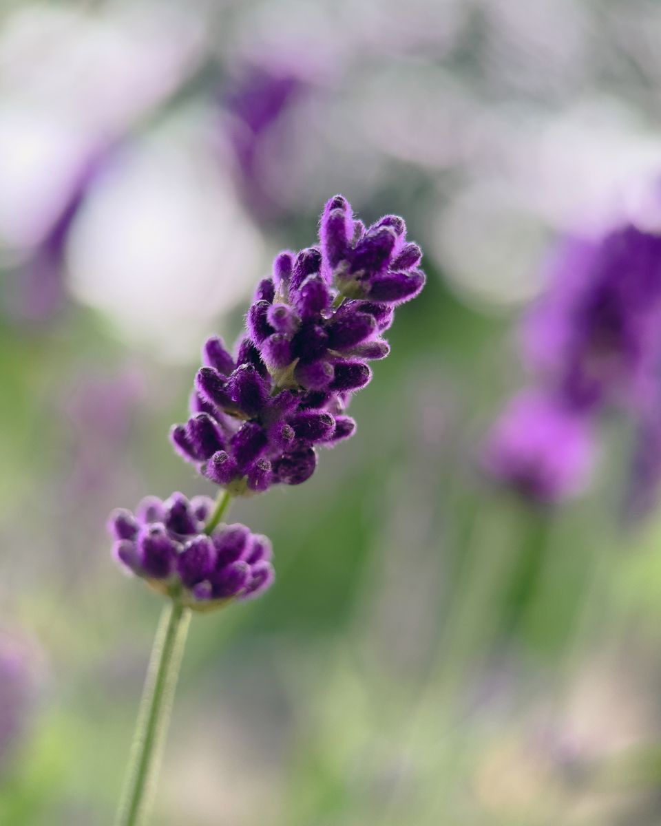 Lavender macro photographed with Fotorgear mobile lens