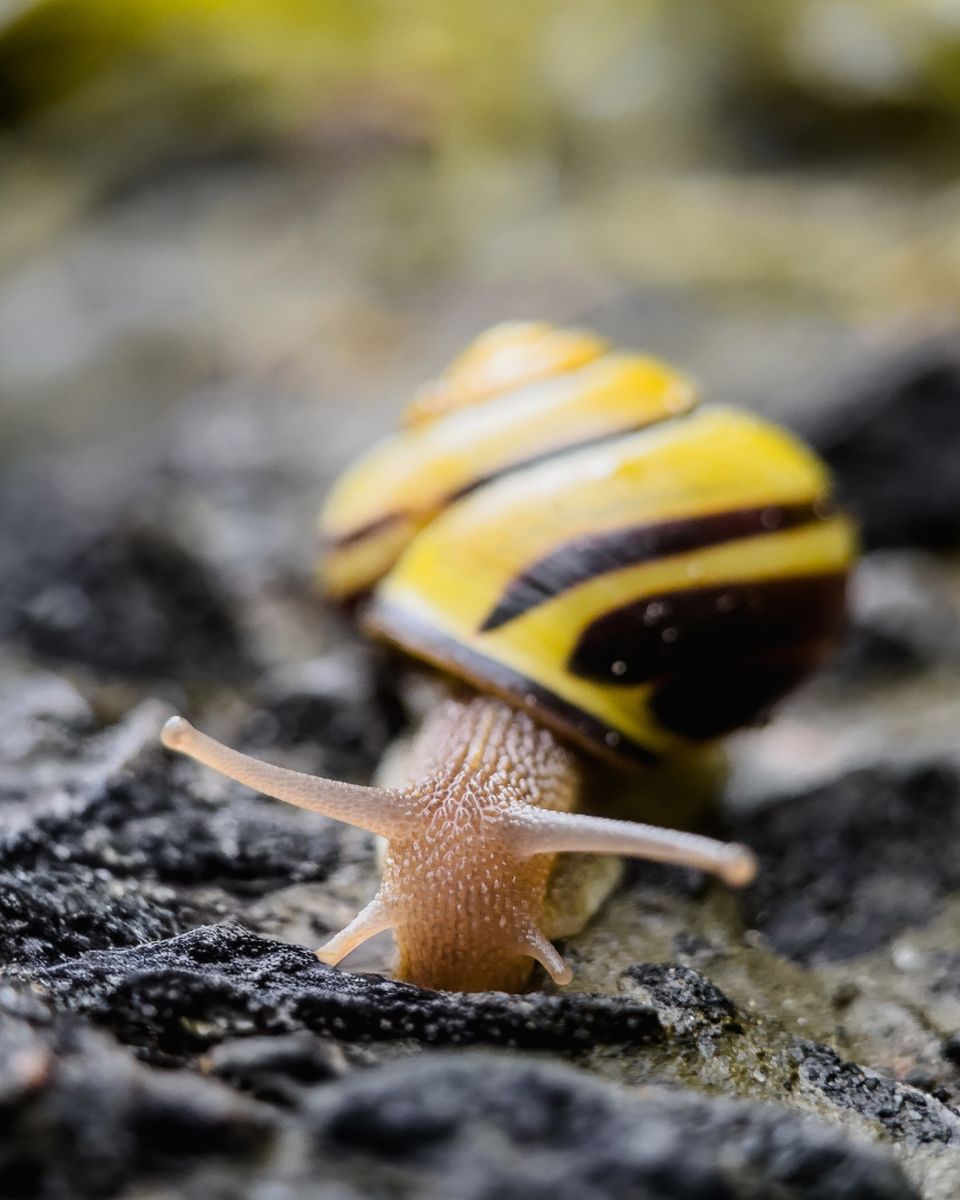 Striped snail on a rock, phone macro photography