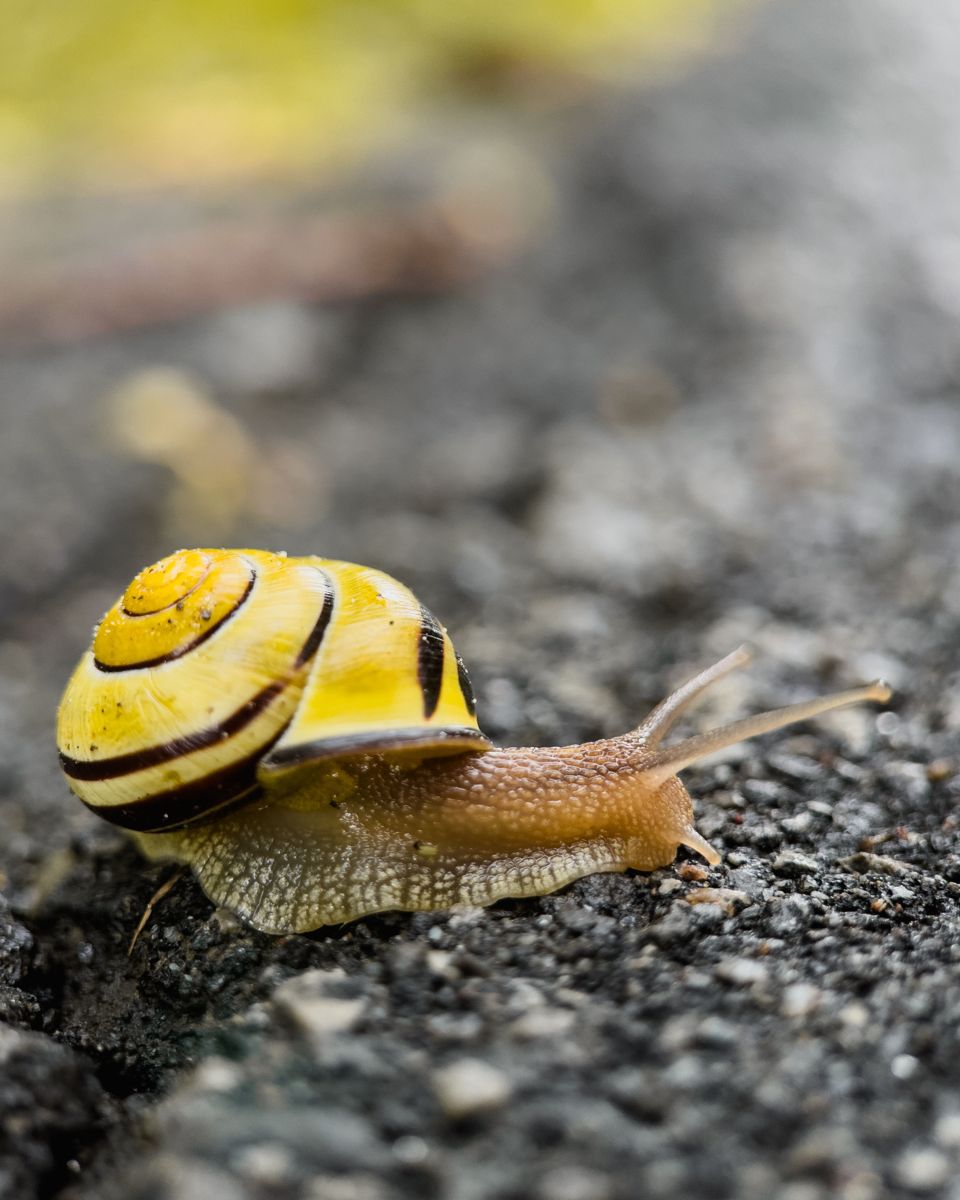 Yellow striped snail crossing pavement, macro