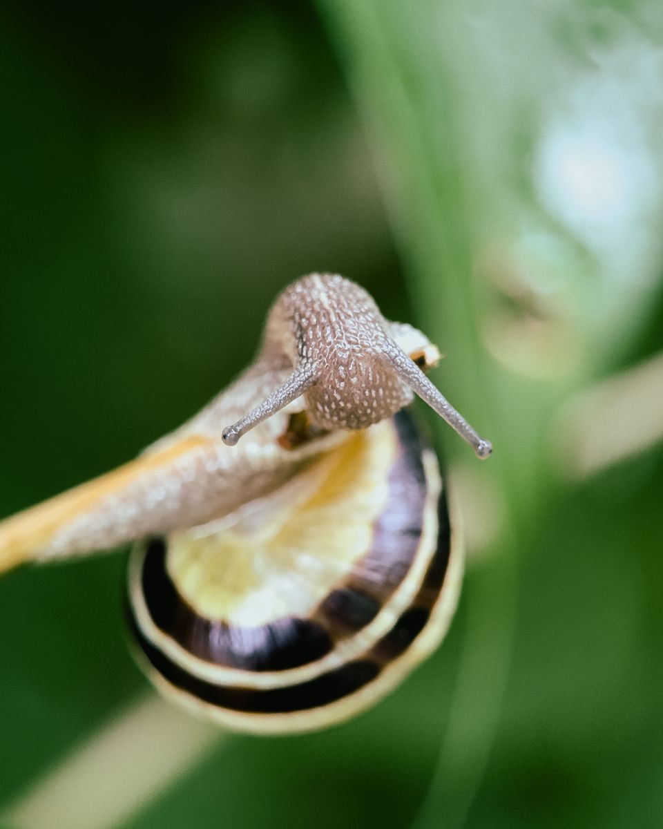 Snail hanging from a leaf, macro photo