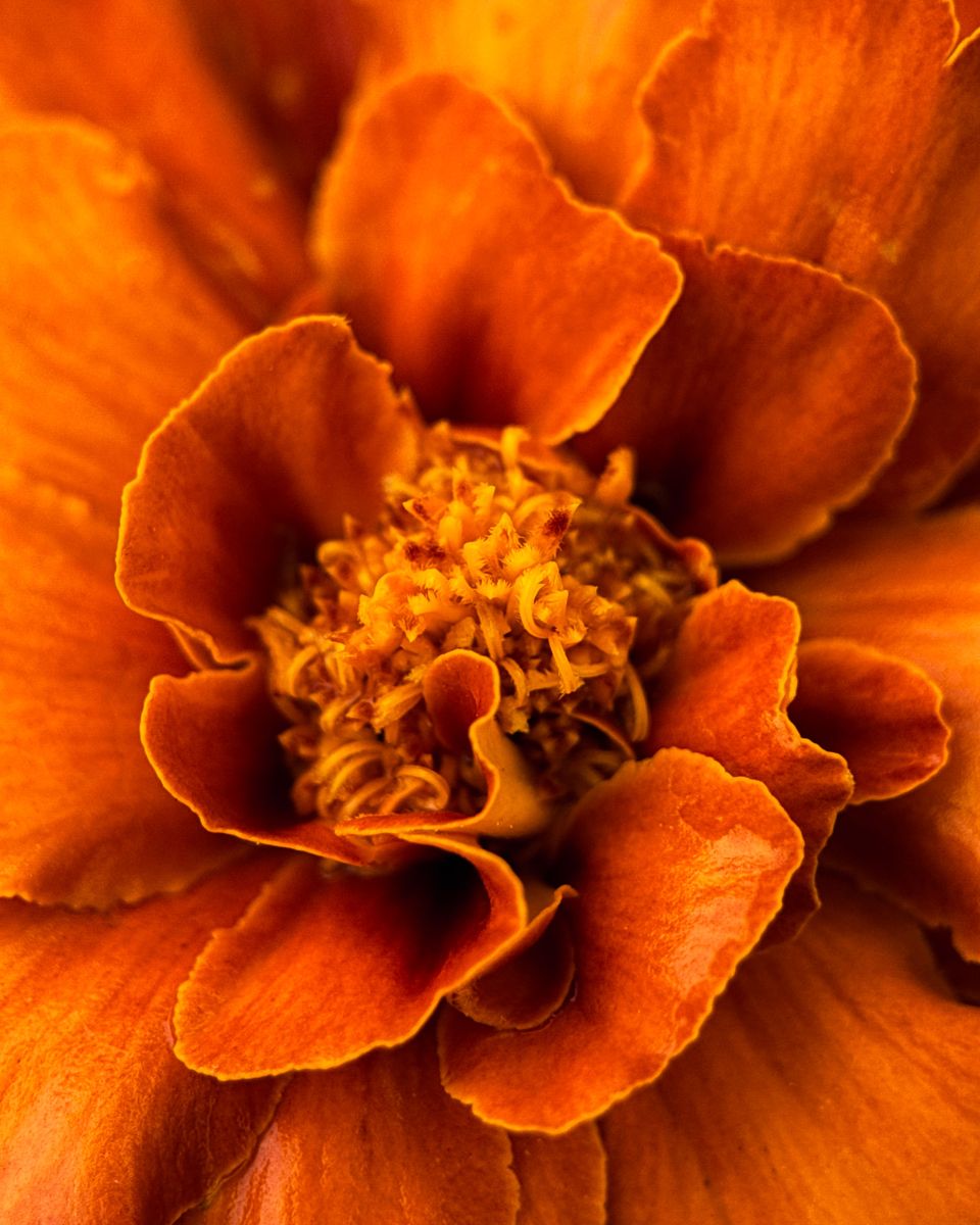 Orange marigold macro shot on a phone with the Fotorgear macro lens
